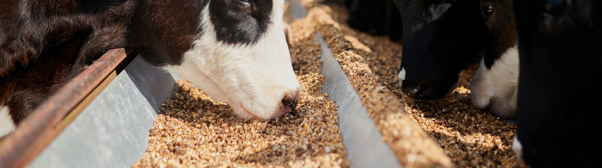 Featured image for “Quick Guide: NFPA Standards – Animal Feed Industry”